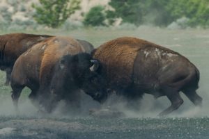 Bison butting heads